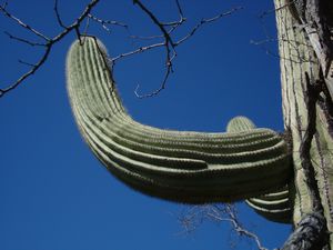 Giant Saguaro 2