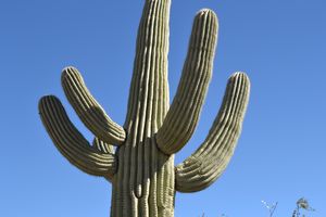 Giant Saguaro 3