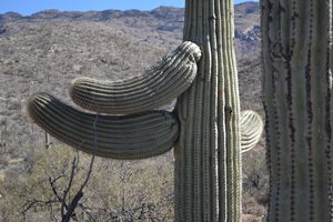 Giant Saguaro 4