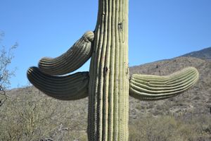 Giant Saguaro 5