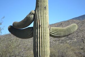Giant Saguaro 6