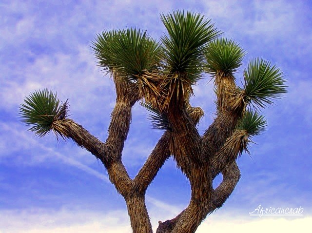 Joshua Tree Forest, Arizona