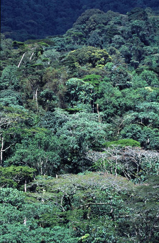 Bwindi Vegetation