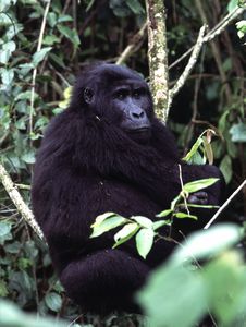 Mountain Gorilla in Bwindi
