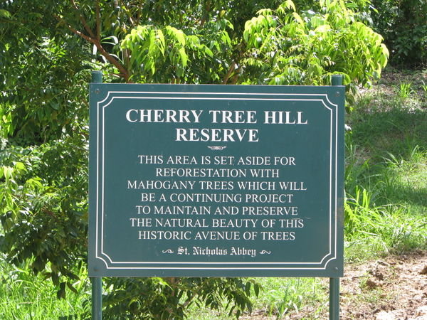 Cherry Tree Hill