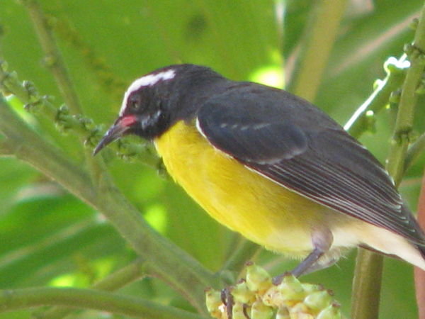 Yellow breasted bird - Sunbury 