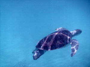 Hawksbill turtle