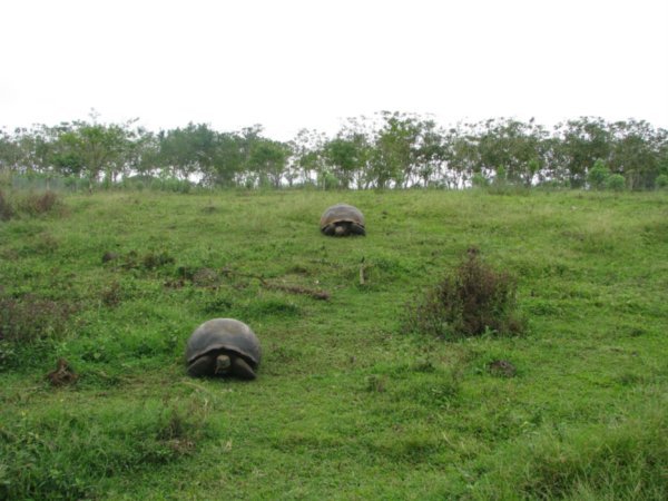 Tortoises in the wild