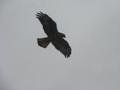 Galapagos Hawk in flight