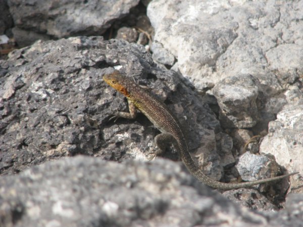 Lava Lizard