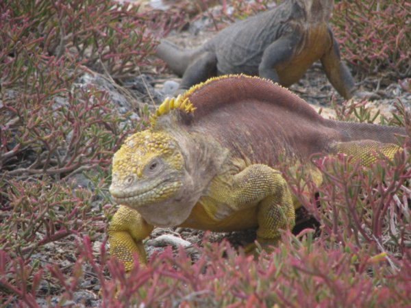 Land Iguana on the prowl