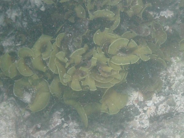Marine Plant