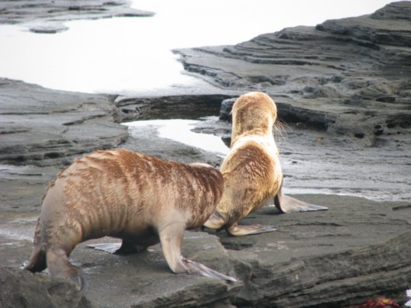 Sea Lion Pups - Antics #2