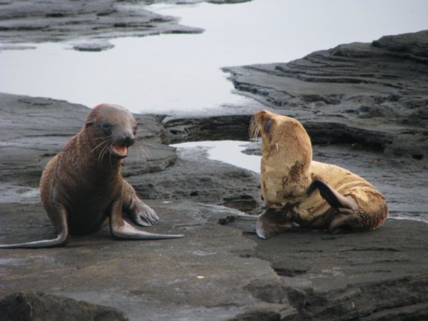 Sea Lion Pups - Antics #4