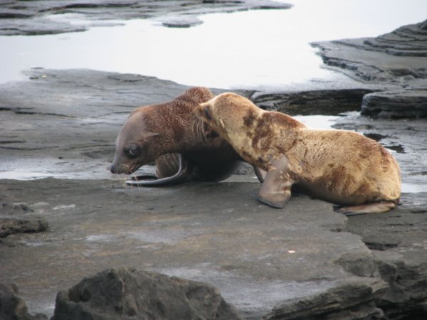 Sea Lion Pups -Antics #5
