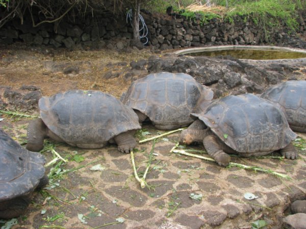 Galapagos Tortoises - Dome Shape