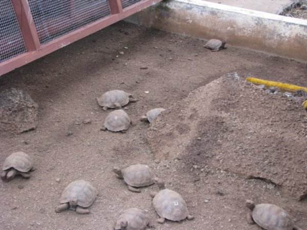 Tortoise Nursery