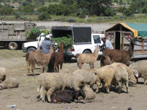 Livestock at Saquisill Market