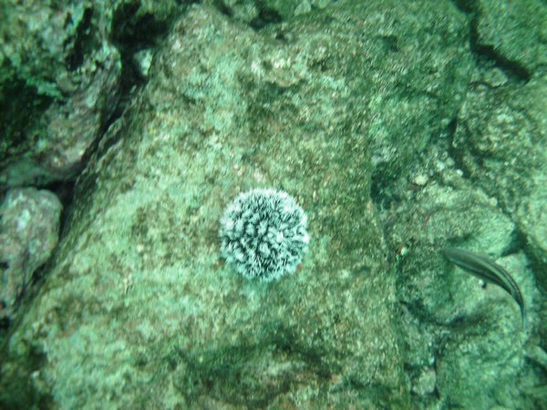 West Indian Sea Egg