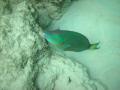 Stoplight Parrotfish ( Adult)