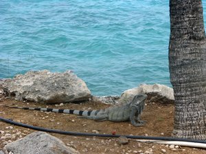 Iguana resident of Buddy Dive Bonaire