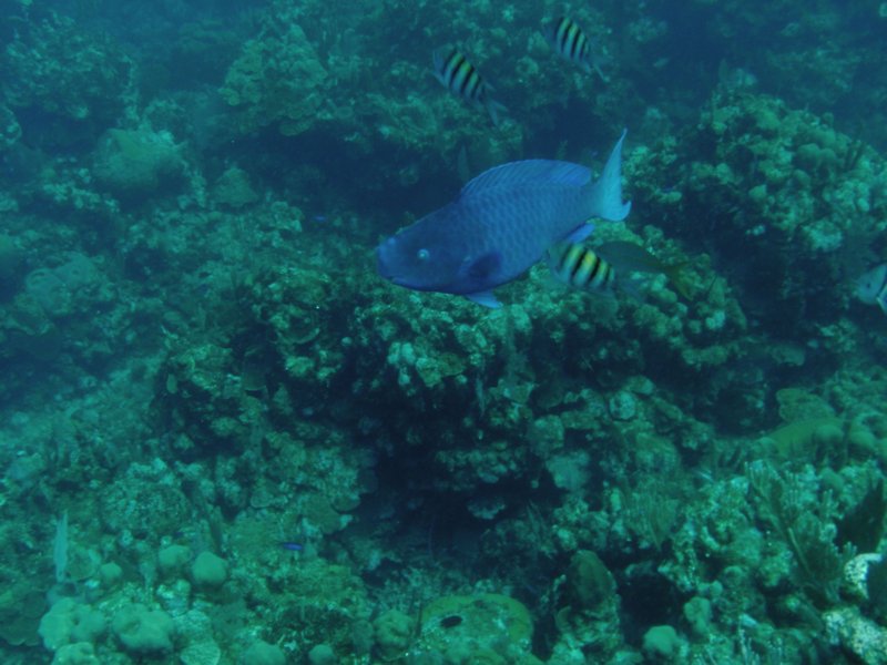 Blue Parrotfish; Sgt Majors