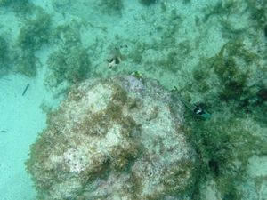 Spotted Trunk Fish; Blue Head