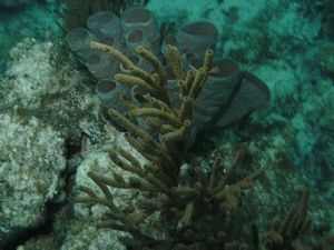 Branching Vase Coral