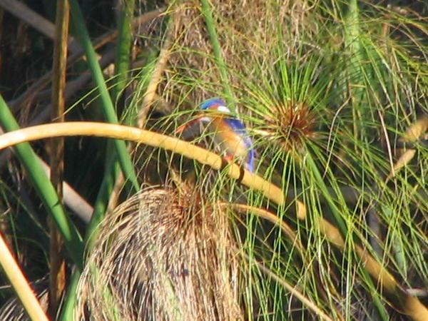 Birding in the delta