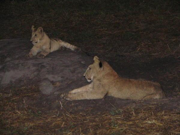 Lion youngsters