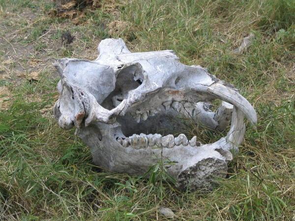 Hippo skull
