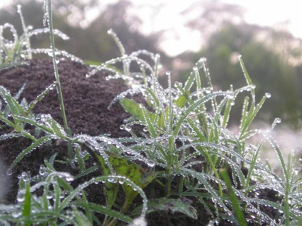 morning dew