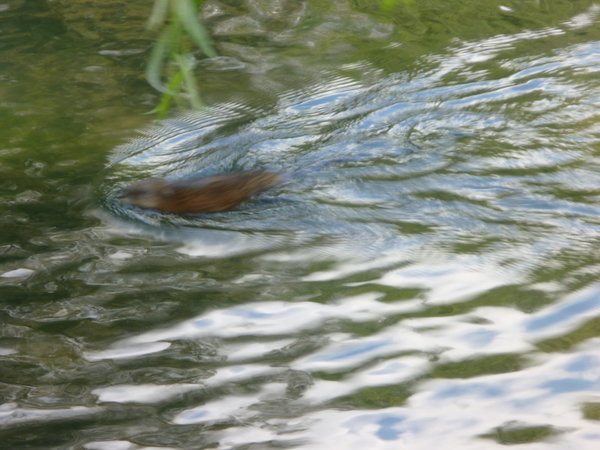 French beaver going for a swim (don't try Googling this!)