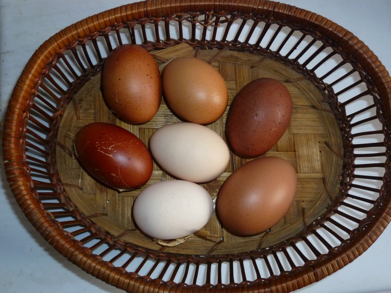 One days egg production
