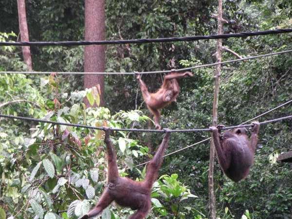 More monkey acrobatics