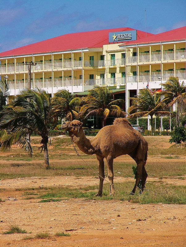 HUH...Camels in Cuba?