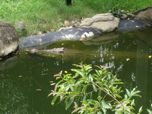 One of Australias Biggest Crocs