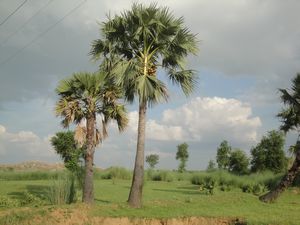 Landscape around Bodhgaya