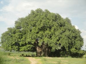 Banyan Tree unter dem Buddha meditierte