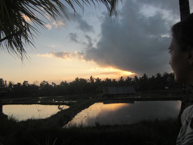 33 Sonnenuntergang in den Reisfeldern