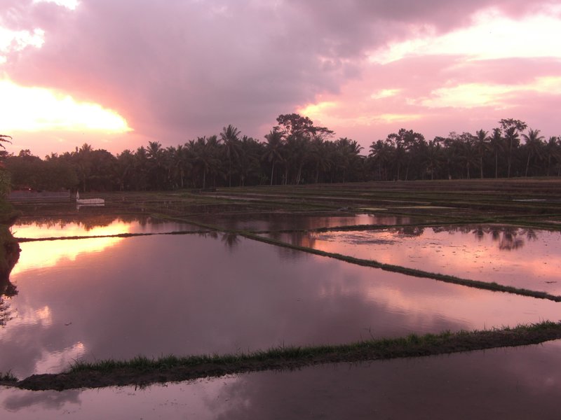 34 Sonnenuntergang in den Reisfeldern