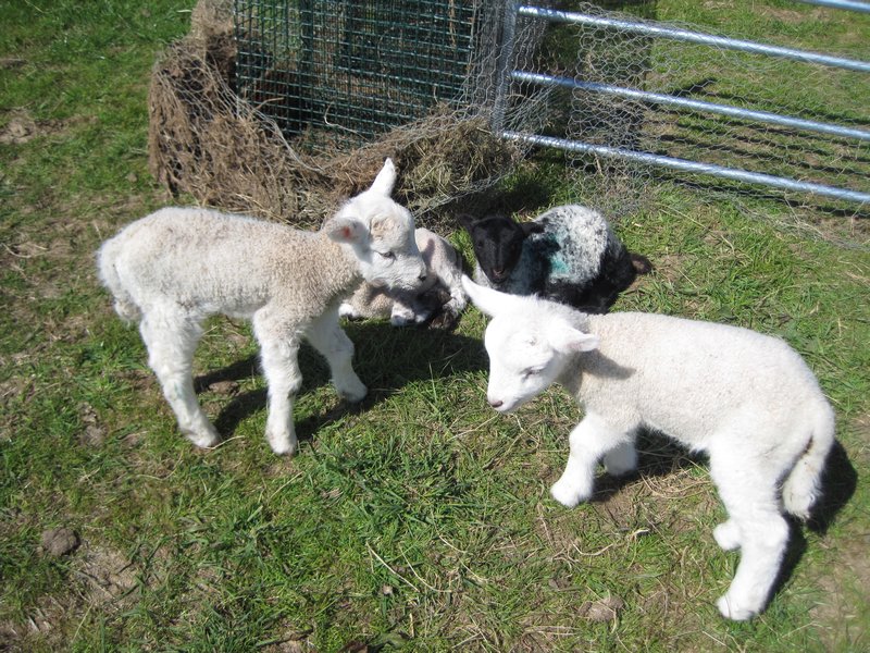 2 of the lambs