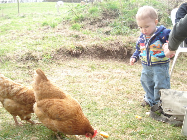 \young Harvey wondering what to make of the chickens