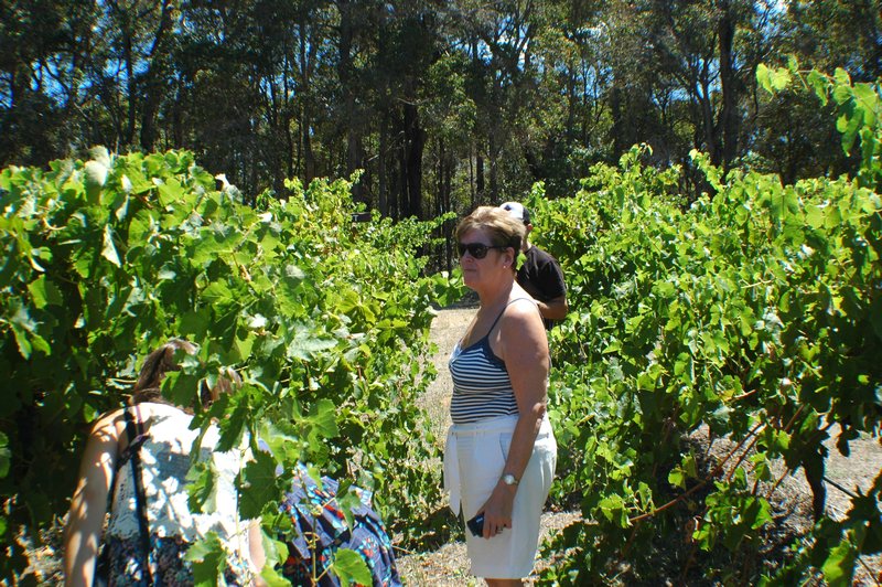 Sampling the grapes on the vine