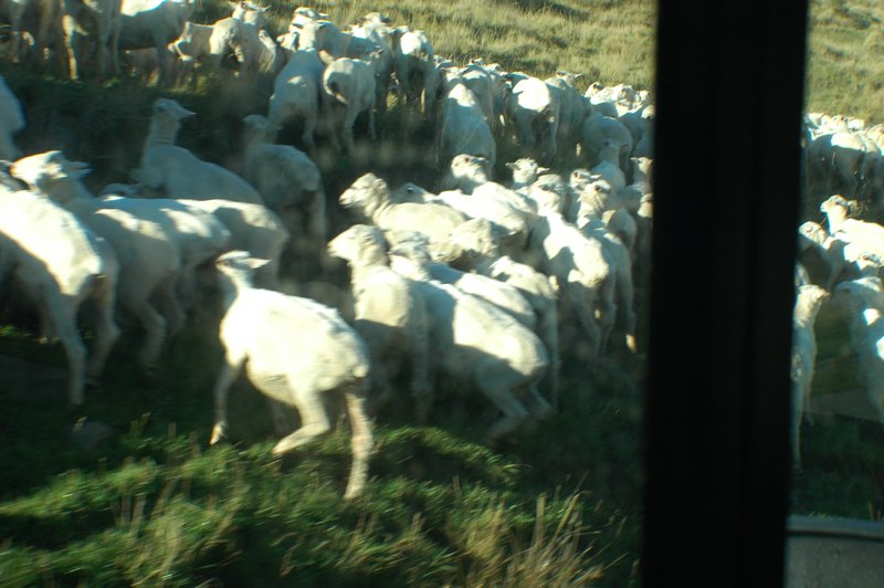 Sheep everywhere!