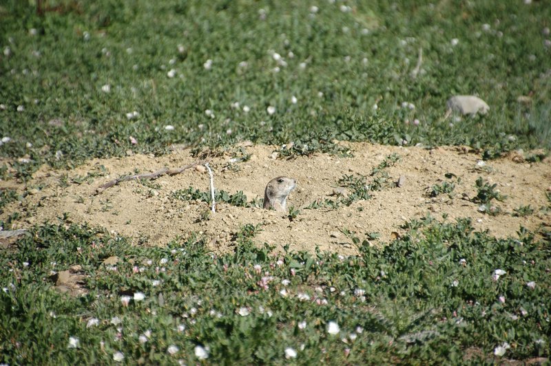 Prairie Dog