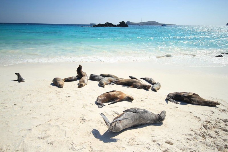 Galapagos fur seals