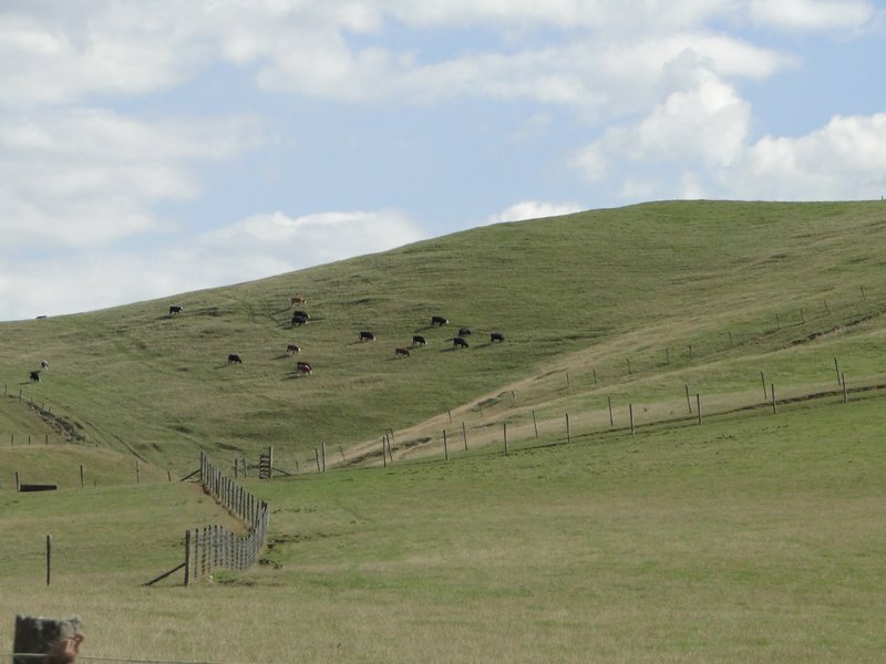 Livestock on hillside