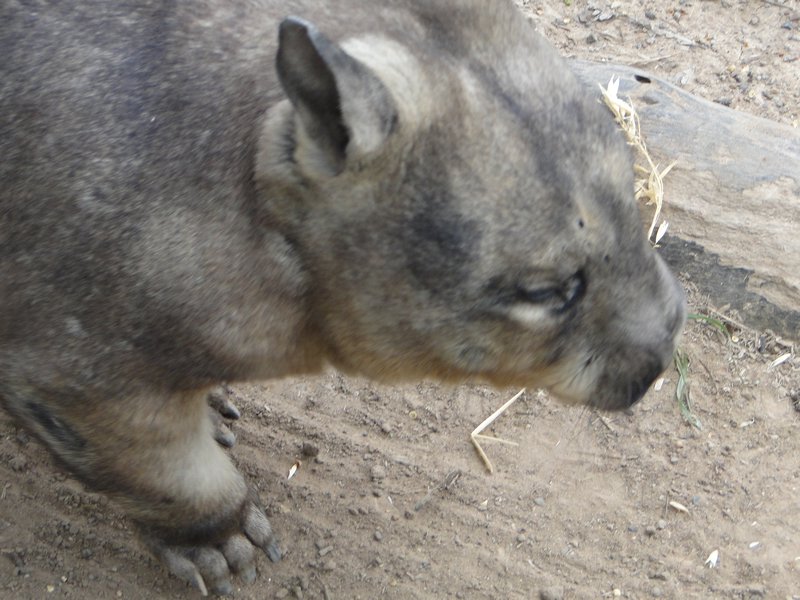 Cute Wombat