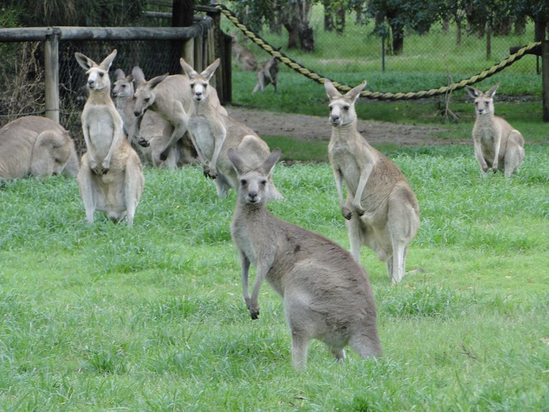 Gray Kangaroos